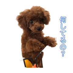 [LINEスタンプ] 犬犬犬犬犬いっぬ