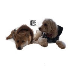 [LINEスタンプ] 痩せてる愛犬家こうき