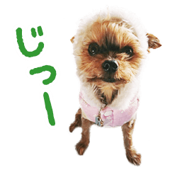 [LINEスタンプ] ヨーキーのメル 第1弾
