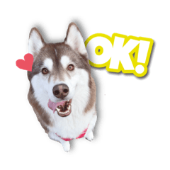 [LINEスタンプ] シベリアンハスキー エレン