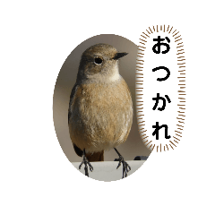 [LINEスタンプ] ジョウビタキスタンプ