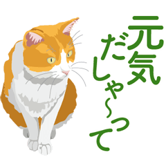 [LINEスタンプ] 名古屋弁を喋る茶白猫