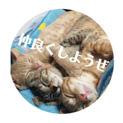 [LINEスタンプ] 我が家の飼い猫スタンプ 3