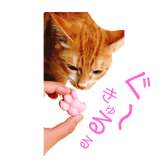 [LINEスタンプ] うにすたんぷ(猫)