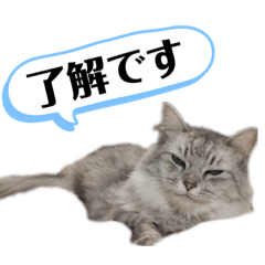 [LINEスタンプ] こうさきぃちゃんスタンプ