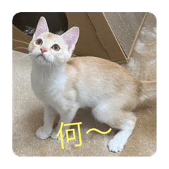 [LINEスタンプ] マンチカンのきなこちゃん