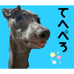 [LINEスタンプ] イタグレのめいの喜怒哀楽。