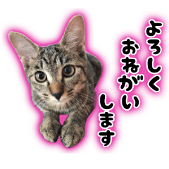 [LINEスタンプ] しゃもねこ日和