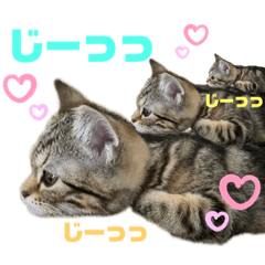 [LINEスタンプ] ひまにゃん6