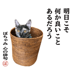 [LINEスタンプ] あんことぼちゃみ。あんぼちゃと申します。