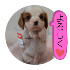 [LINEスタンプ] かわいい子犬 キャバリア♡オリバー