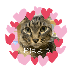 [LINEスタンプ] わたしはほたる