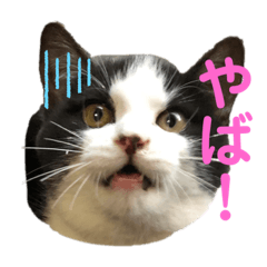 [LINEスタンプ] 仔猫スタンプ