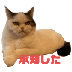 [LINEスタンプ] しなもんさん④