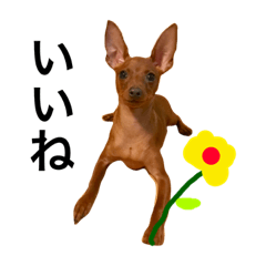 [LINEスタンプ] ミニピン日常スタンプ
