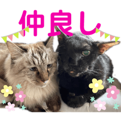 [LINEスタンプ] 【実写】白猫のハク☆実家ファミリー