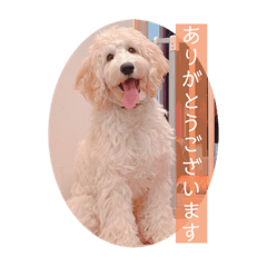 [LINEスタンプ] オーストラリアンラブラドゥードル ゆう③