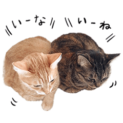 [LINEスタンプ] ねこ(ひたすらかわいい)2