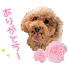 [LINEスタンプ] chi chan the toy poodle PT.2の画像（メイン）