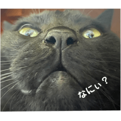 [LINEスタンプ] 猫どものスタンプ