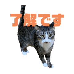 [LINEスタンプ] 虹丸スタンプ