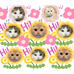 [LINEスタンプ] らぶcats♡