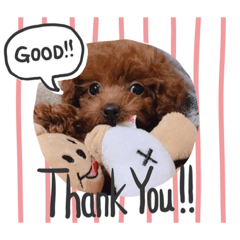[LINEスタンプ] トイプードルのくぅちゃんです