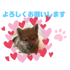 [LINEスタンプ] 柴犬はなちゃんでーす