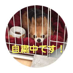 [LINEスタンプ] チワワのちゃまめ自粛スタンプ