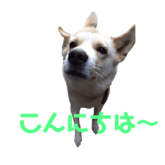 [LINEスタンプ] はな(449)