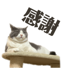 [LINEスタンプ] うみ（猫）のスタンプ