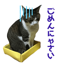 [LINEスタンプ] わがやのねこかぞく