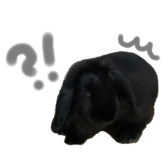 [LINEスタンプ] ロップイヤー あずきちゃん