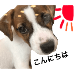 [LINEスタンプ] ジャックラッセルテリア 愉快な日常