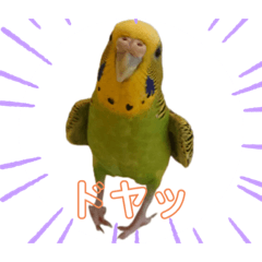 [LINEスタンプ] インコちゃんといっしょ 1