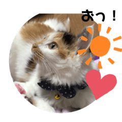 [LINEスタンプ] #初売りスタンプ にゃんneko3
