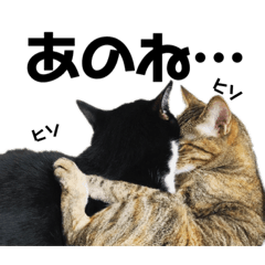 [LINEスタンプ] 白黒猫、キジトラ・晴と麦の日常スタンプ
