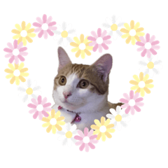 [LINEスタンプ] かりんちゃん（茶トラ白猫）