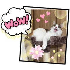 [LINEスタンプ] 日常使えそうな猫スタンプ