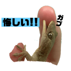 [LINEスタンプ] ペットのヤモリちゃん