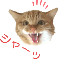 [LINEスタンプ] イケイケ虎蔵2