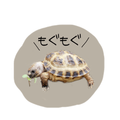 [LINEスタンプ] のこのこすたんぷ1