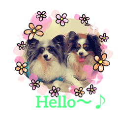 [LINEスタンプ] minmin＆gingin family♪