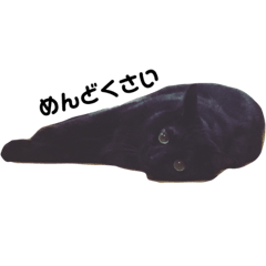 [LINEスタンプ] だらしない黒猫