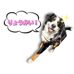 [LINEスタンプ] シーズーとバーニーズ