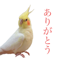 [LINEスタンプ] オカメインコとお魚さん(≧∀≦)