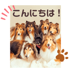 [LINEスタンプ] 可愛いラフコリー❤️