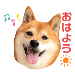 [LINEスタンプ] 柴犬ハピ