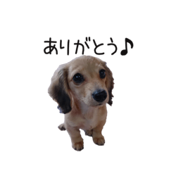 [LINEスタンプ] ココといつもいっしょの画像（メイン）