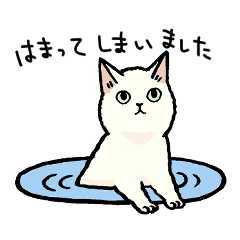 [LINEスタンプ] 毎日猫ちゃんたちの画像（メイン）